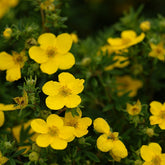 Potentilla frut. 'Goldfinger' - Potentil