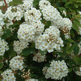 Spiraea 'Vanhoutii' - Spiræa