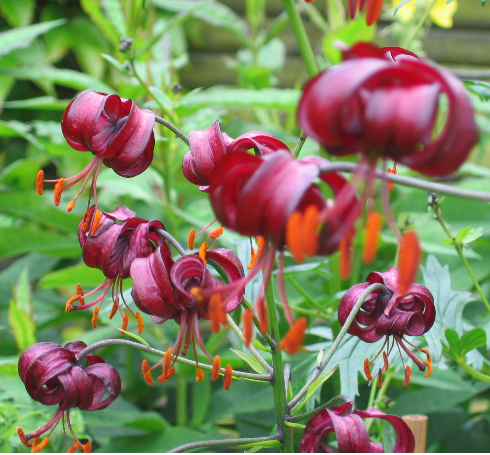 Frø og blomsterløg