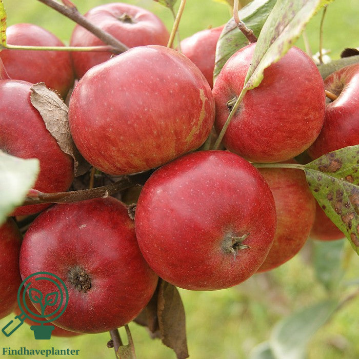 Frugttræer og Frugtbuske