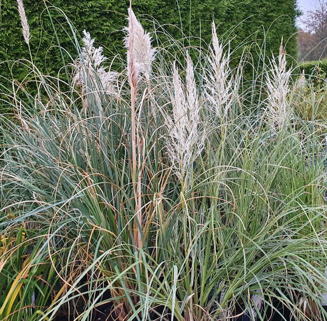 Prydgræsser bambus og bregner