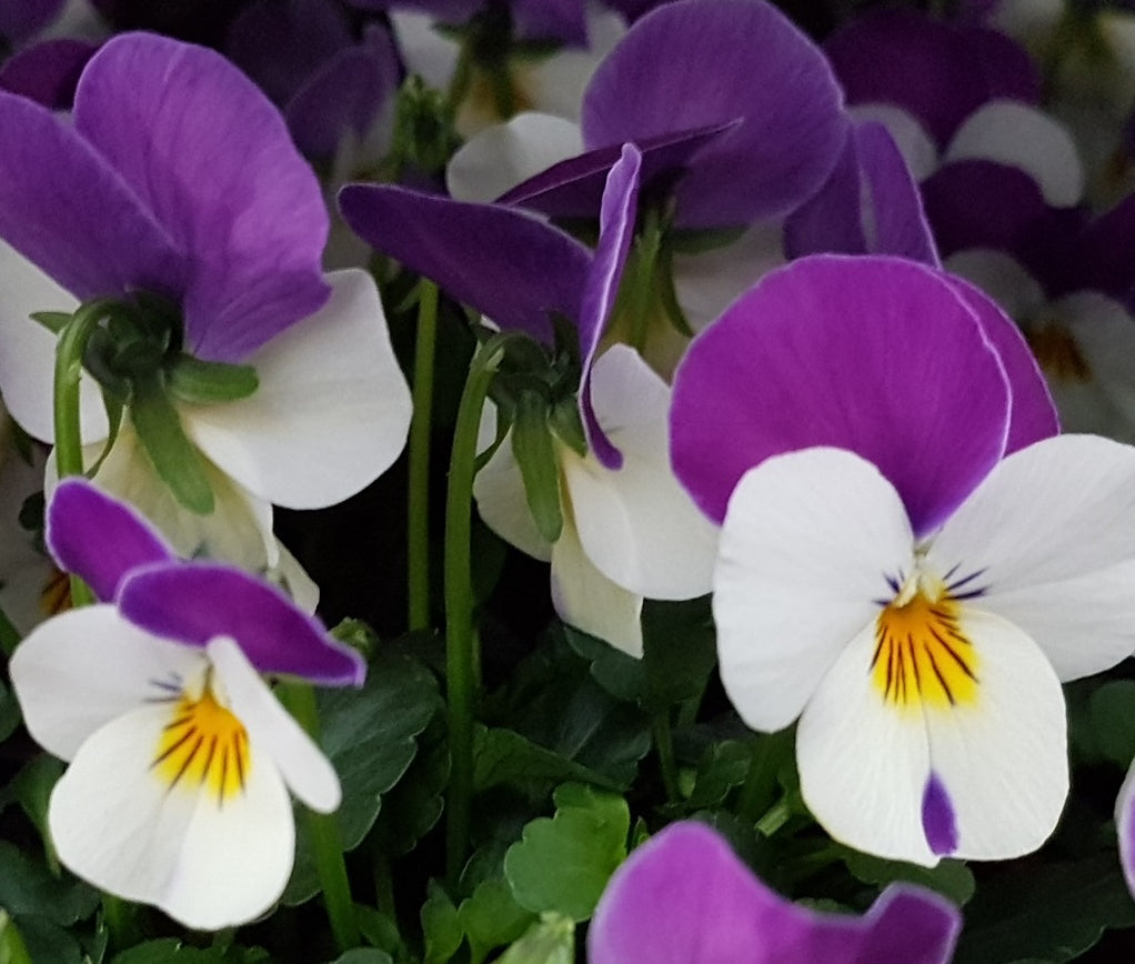 Sommerblomster og semihårdføre stauder