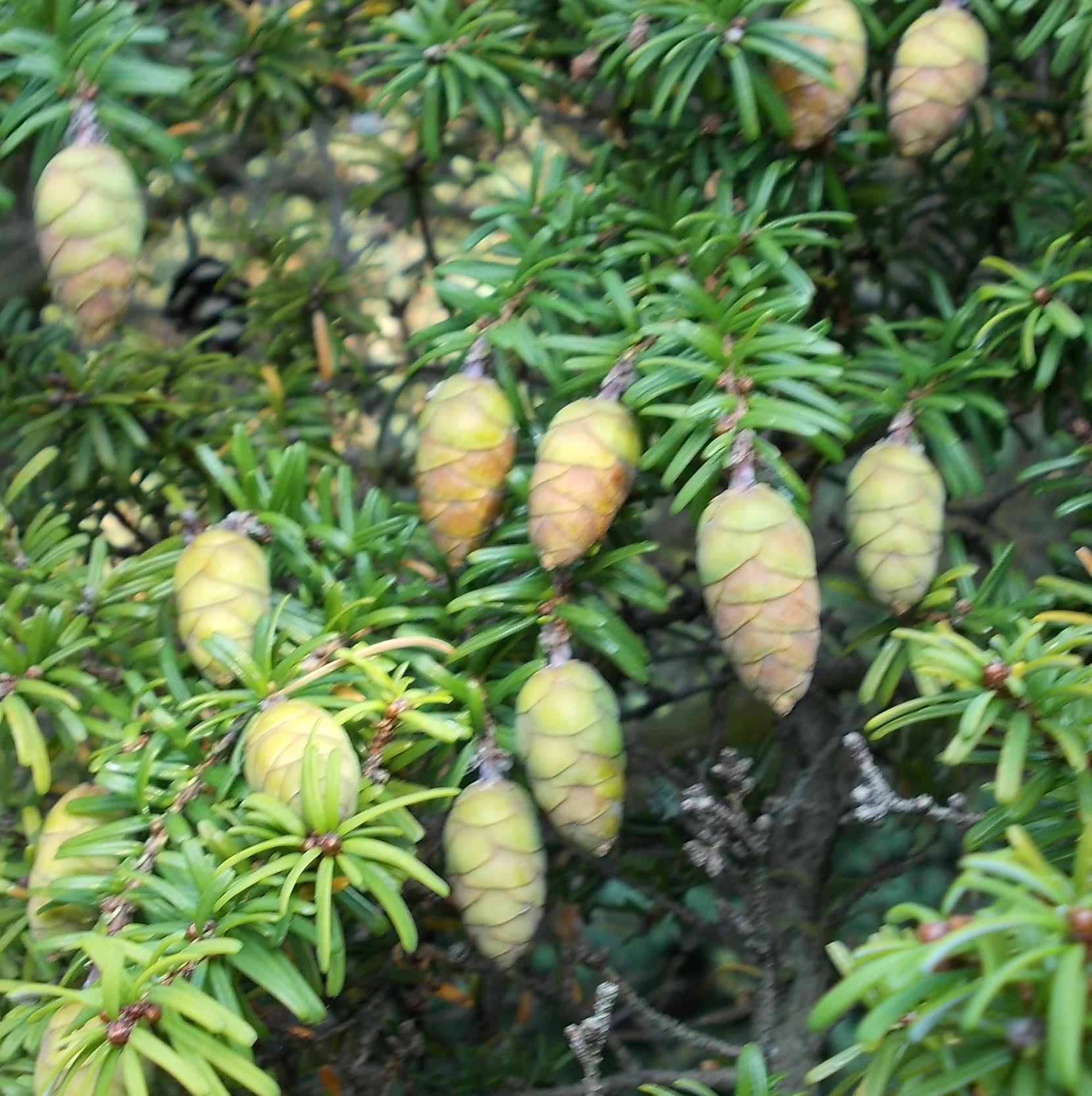 Stedsegrønne planter