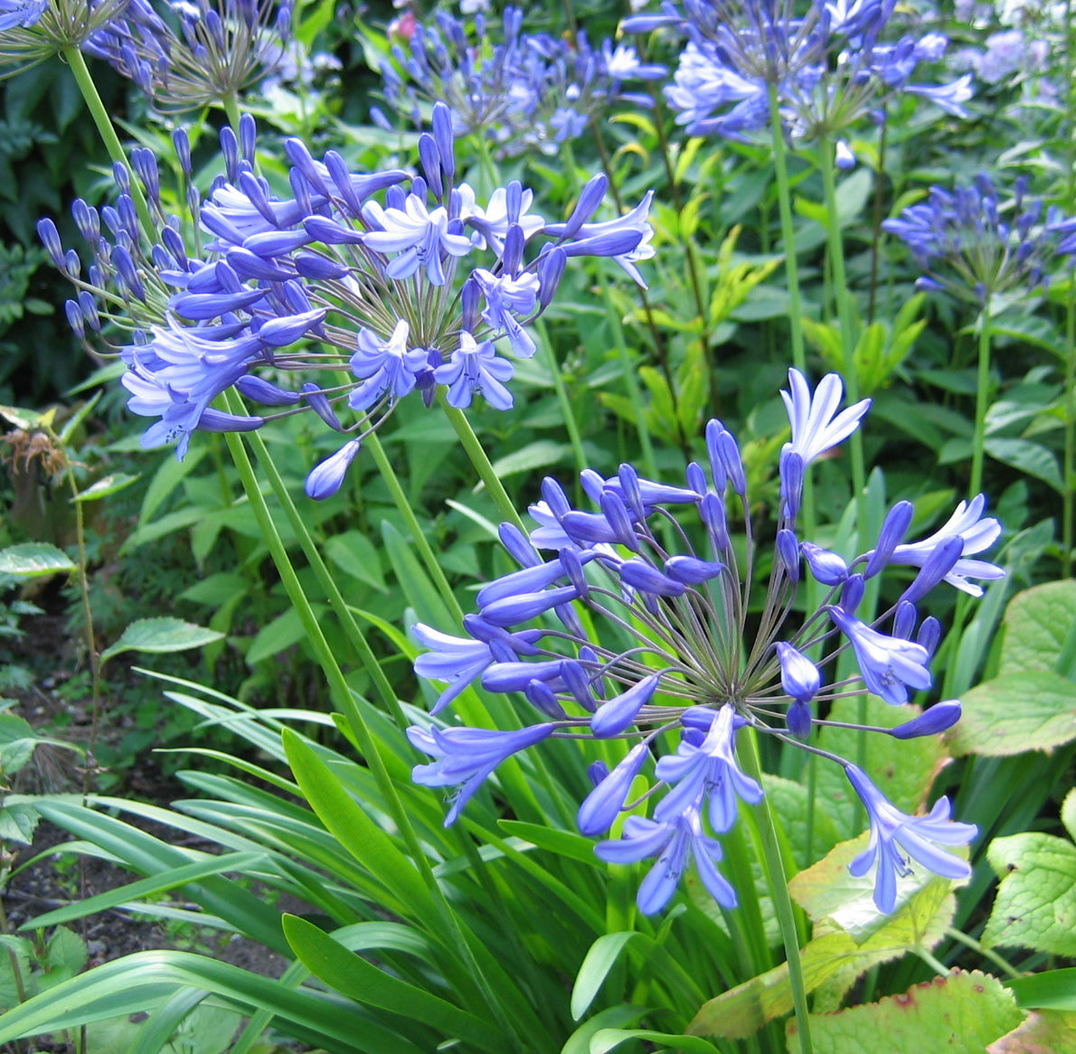 Agapanthus 'Holm'