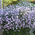 Aster laevis
