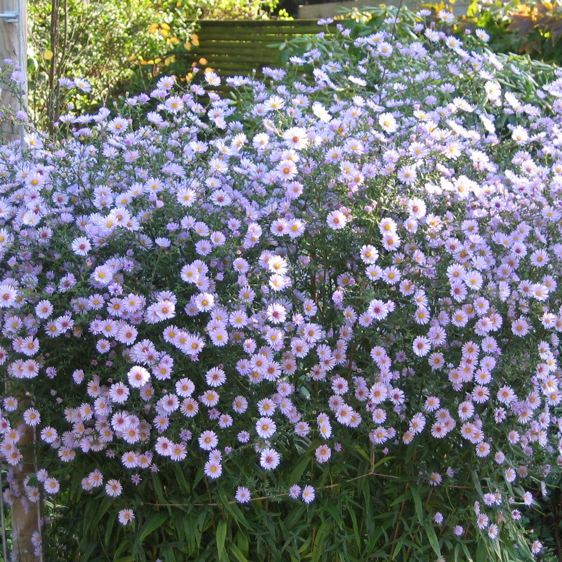 Aster laevis