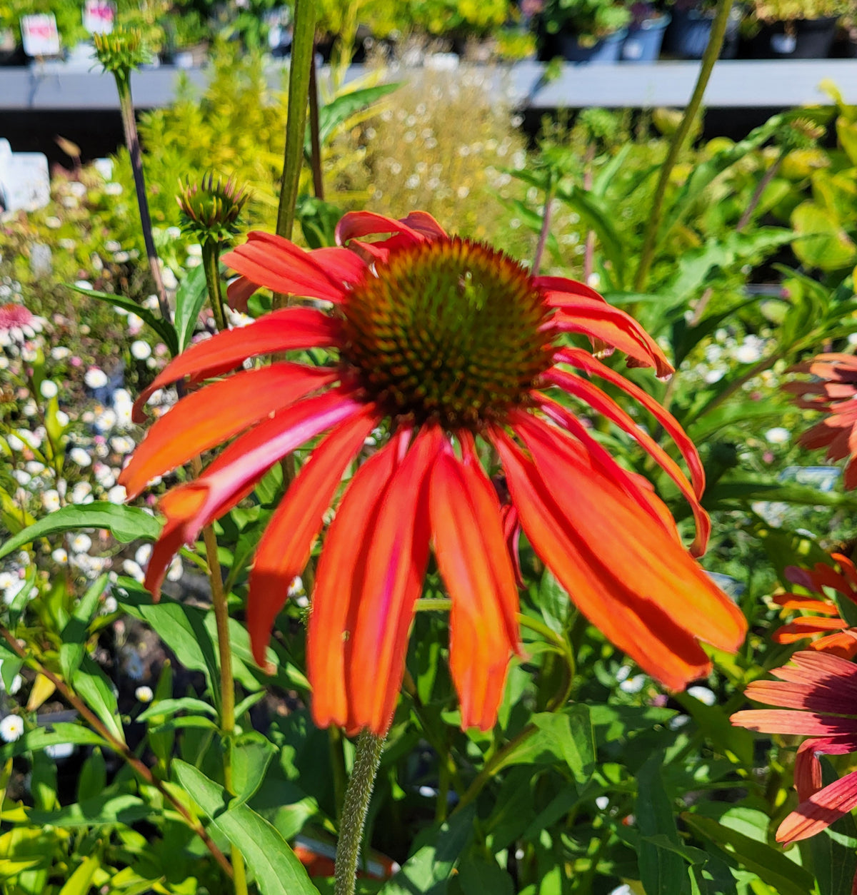 Echinacea purp. 'Tomato Soup'