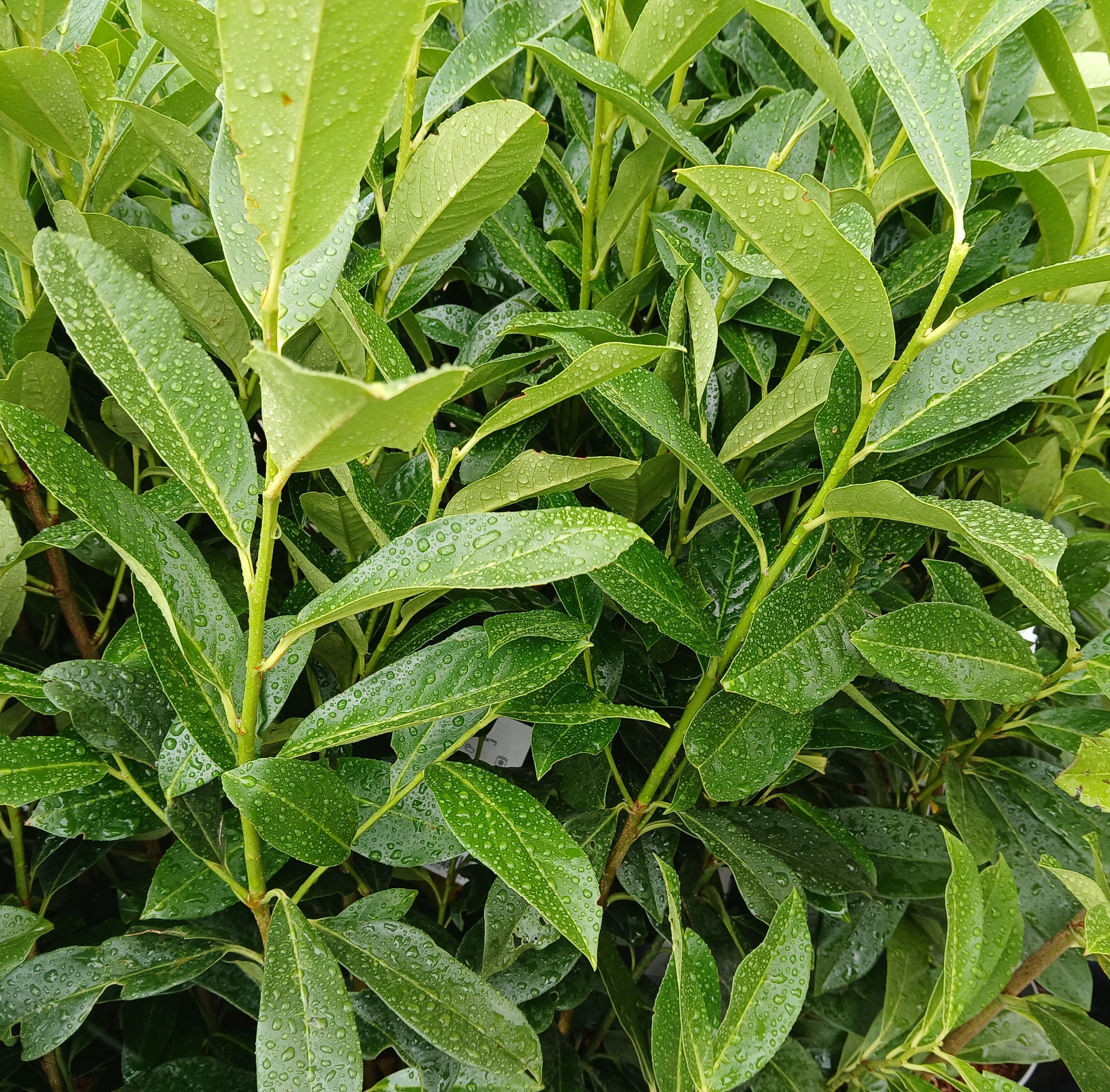 Prunus laurocerasus 'Elly'