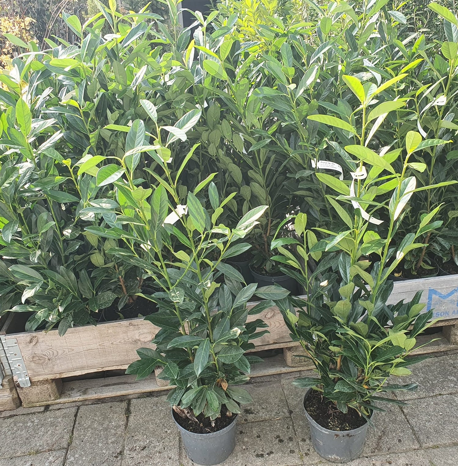 Prunus laurocerasus 'Elly'