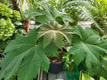 Tetrapanax papyrifer 'Rex'