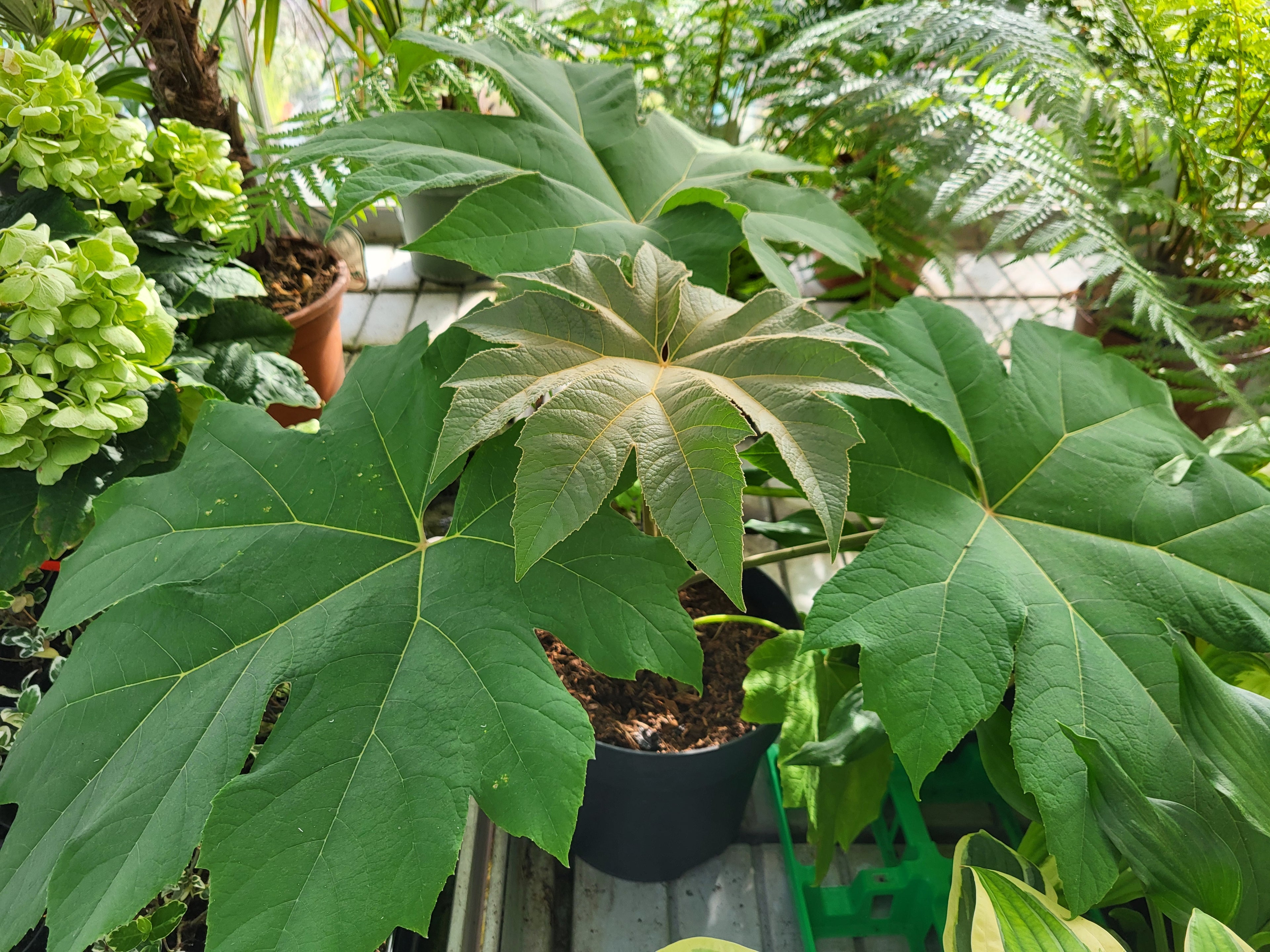 Tetrapanax papyrifer 'Rex'