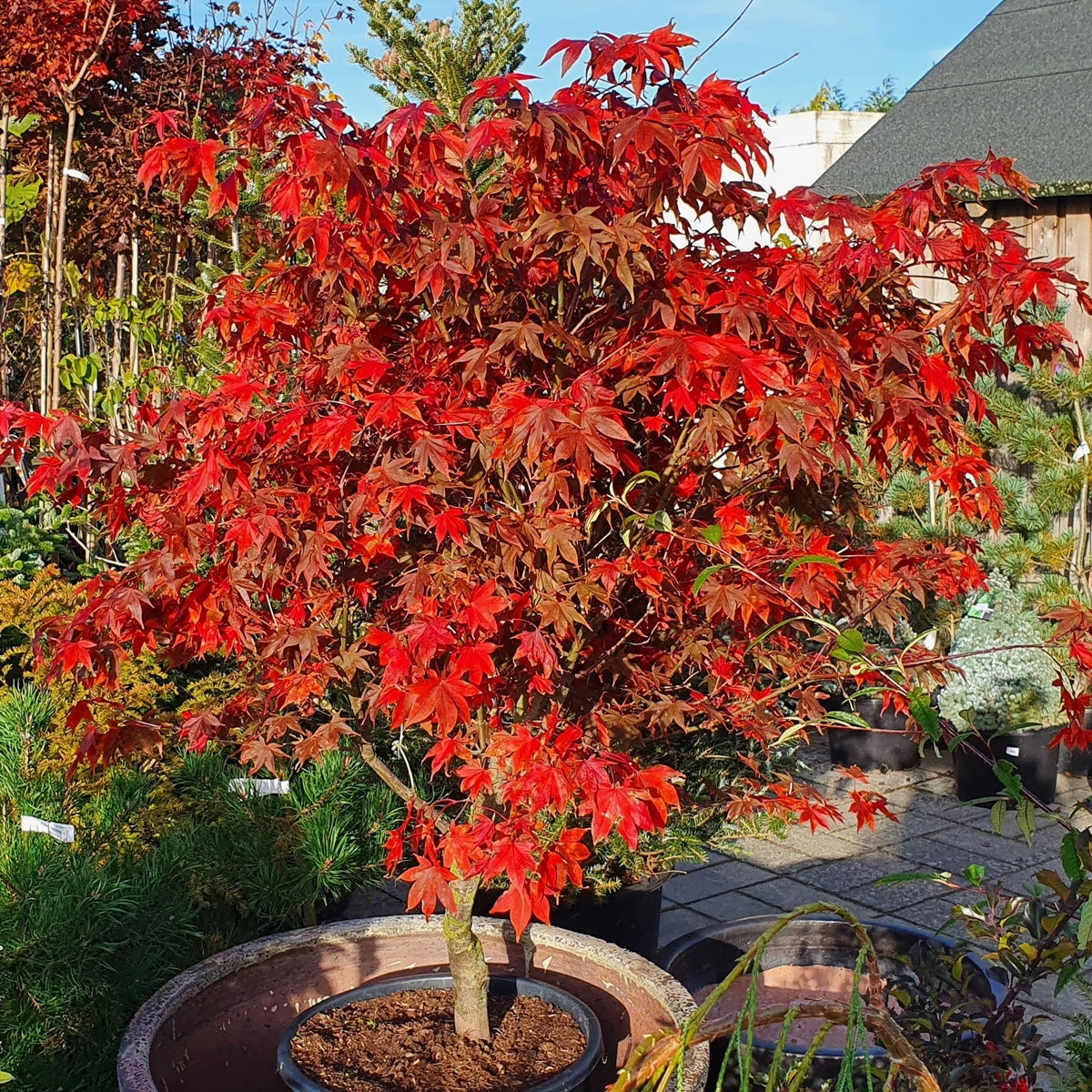 Acer palm. 'Osakazuki'