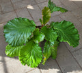Bergenia 'Ripple Effect'