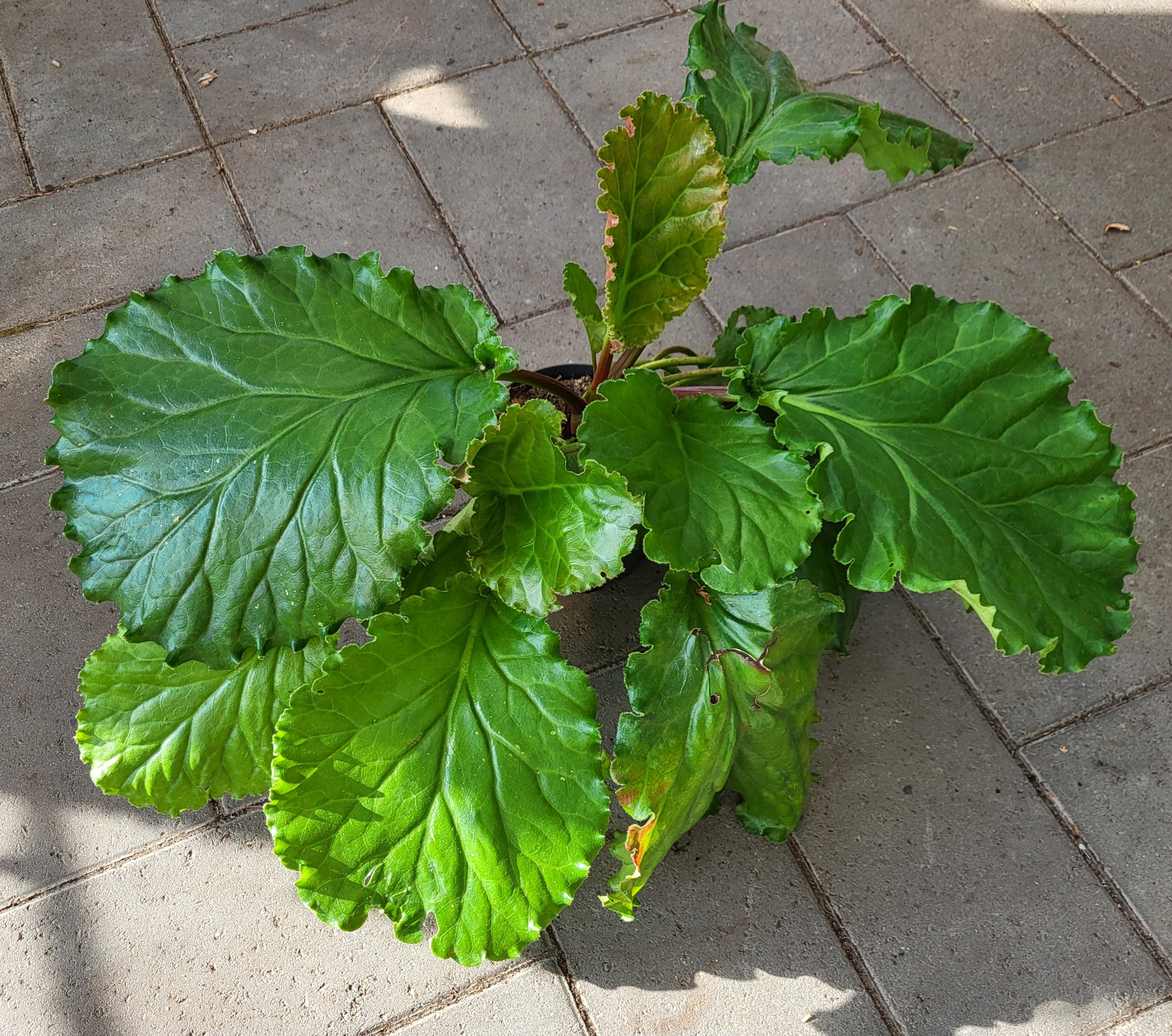 Bergenia 'Ripple Effect'