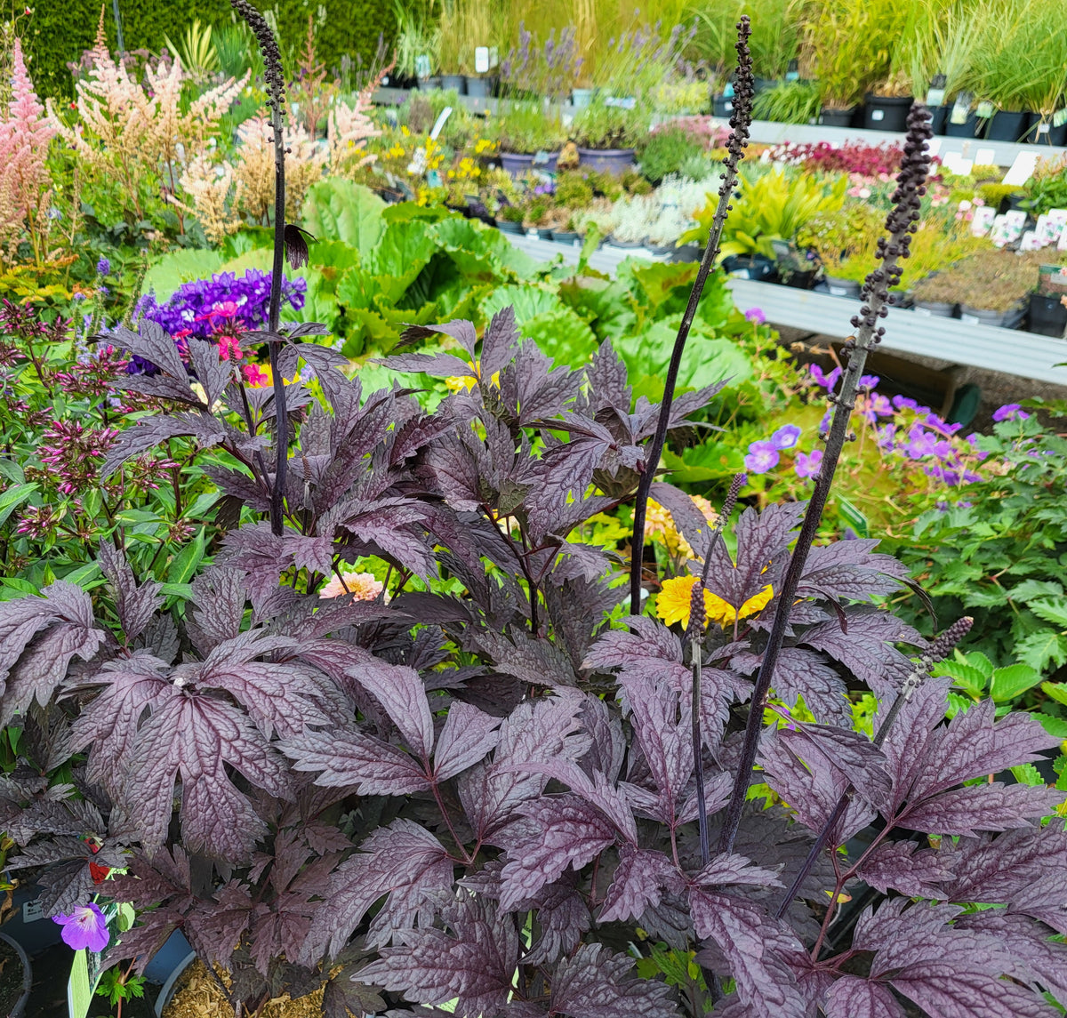 Actaea simplex 'Brunette'
