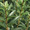 Ligustrum vulgare 'Liga'