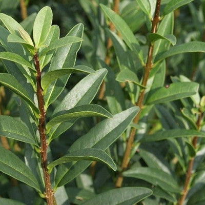 Ligustrum vulgare 'Liga'
