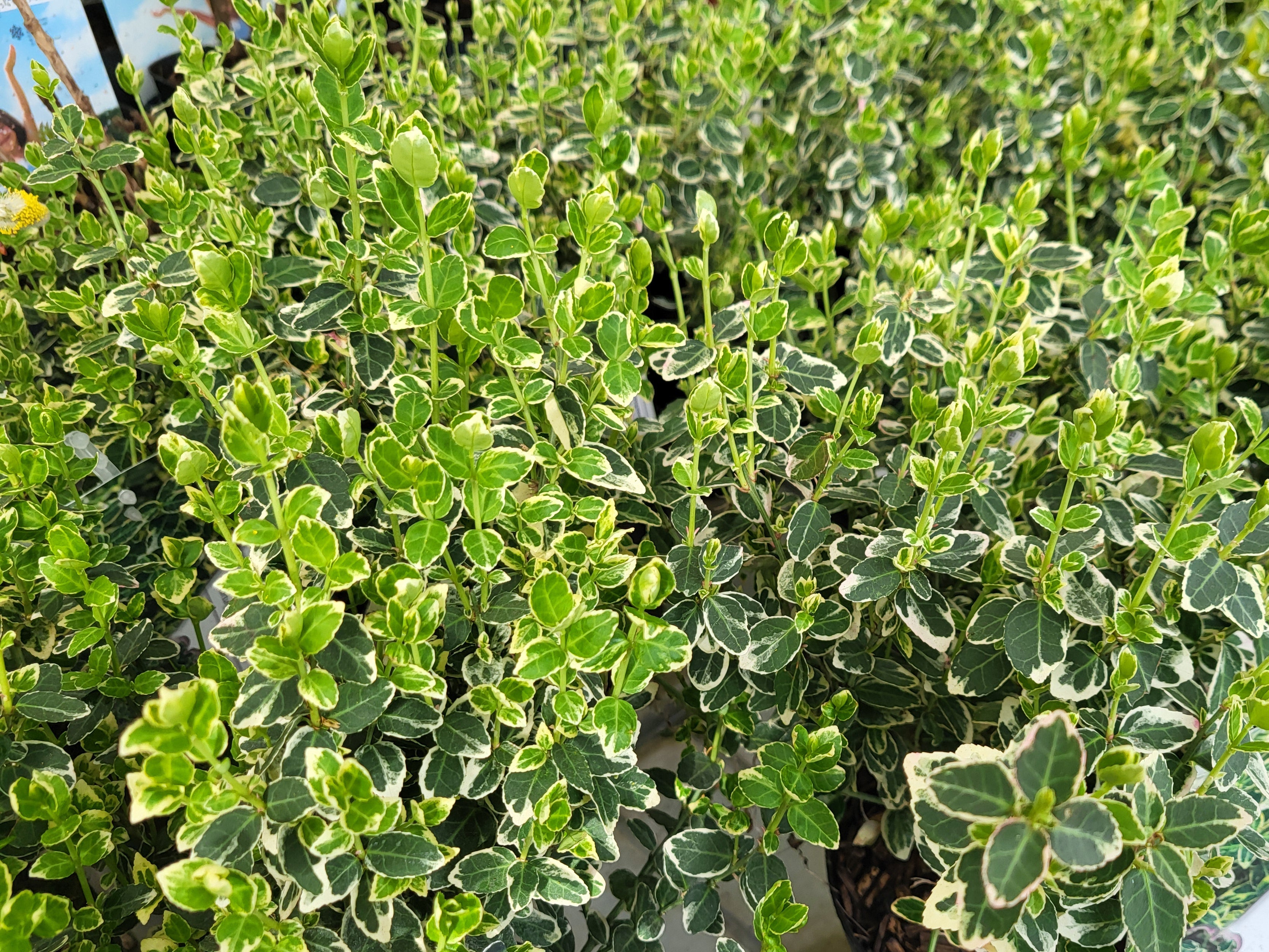 Euonymus fort. 'Emerald Gaiety'