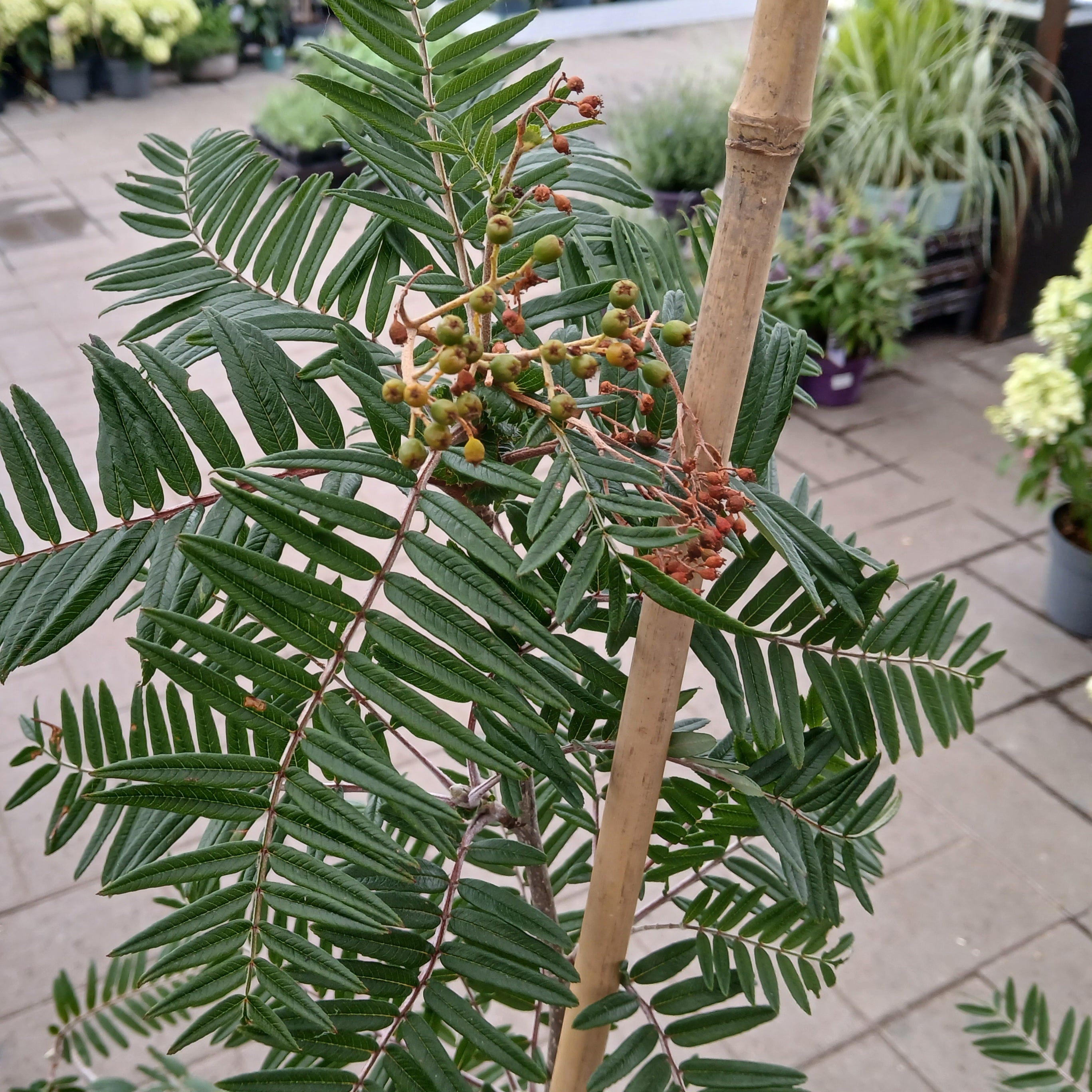 Sorbus scalaris