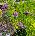 Verbena bonar. 'Bonnie blue'