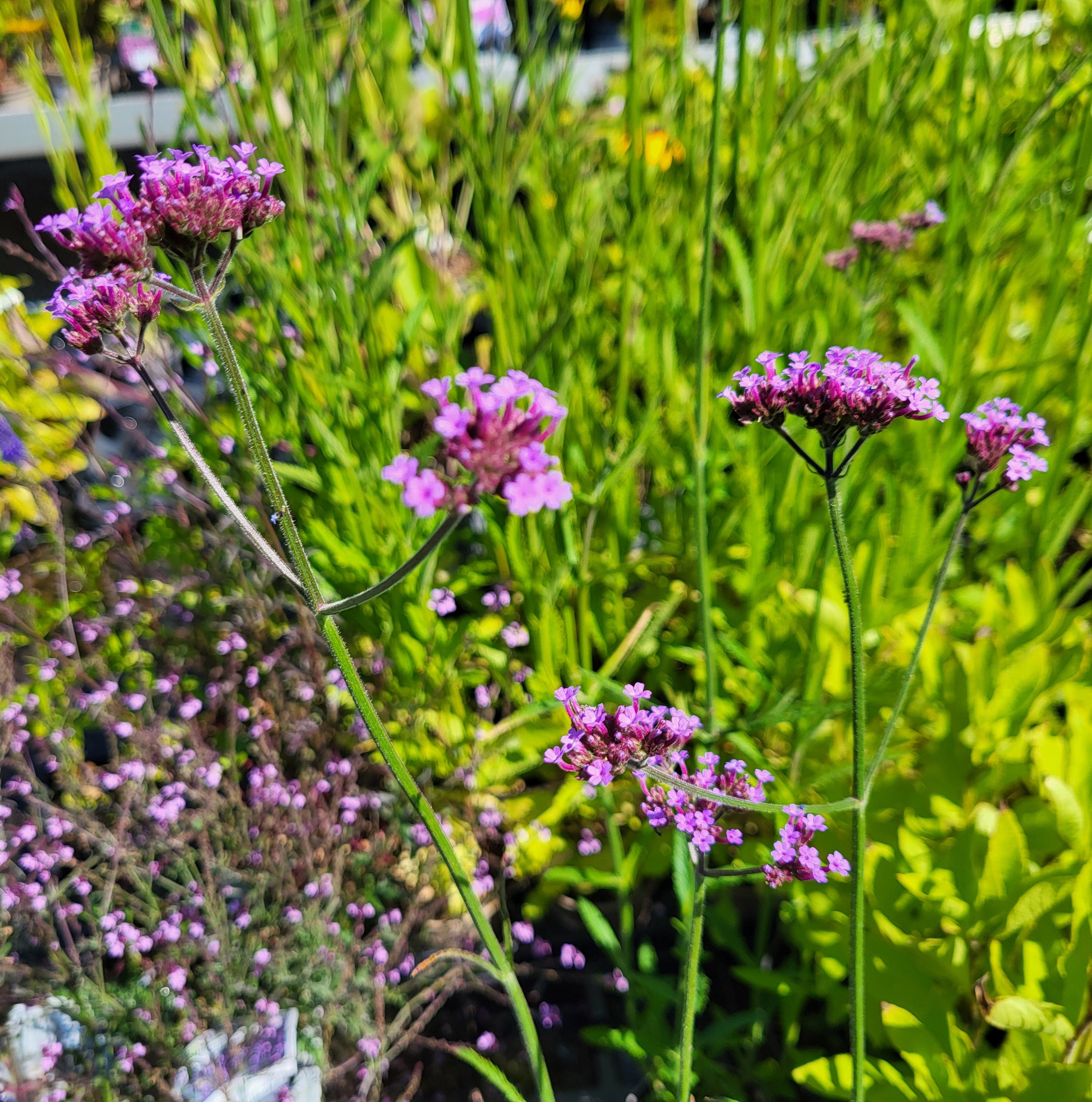 Verbena bonar. 'Bonnie blue'
